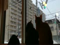 猫カフェ　ミューキーズ　”カラス見学”