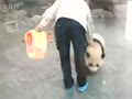 おとり役が飼育員の気を引いている間に脱出をしようとする動物園のパンダ