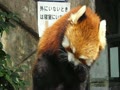 野毛山動物園　レッサーパンダ　リンゴを食べるキンタちゃん