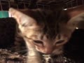 サバンナの子猫の動画