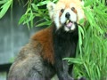 野毛山動物園 レッサーパンダ　リンゴを食べるキンタちゃん