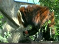 野毛山動物公園　レッサーパンダ　リンゴを貰うキンタとケンケン