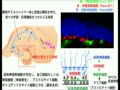 ニューロン新生とニューロエコノミクス 2